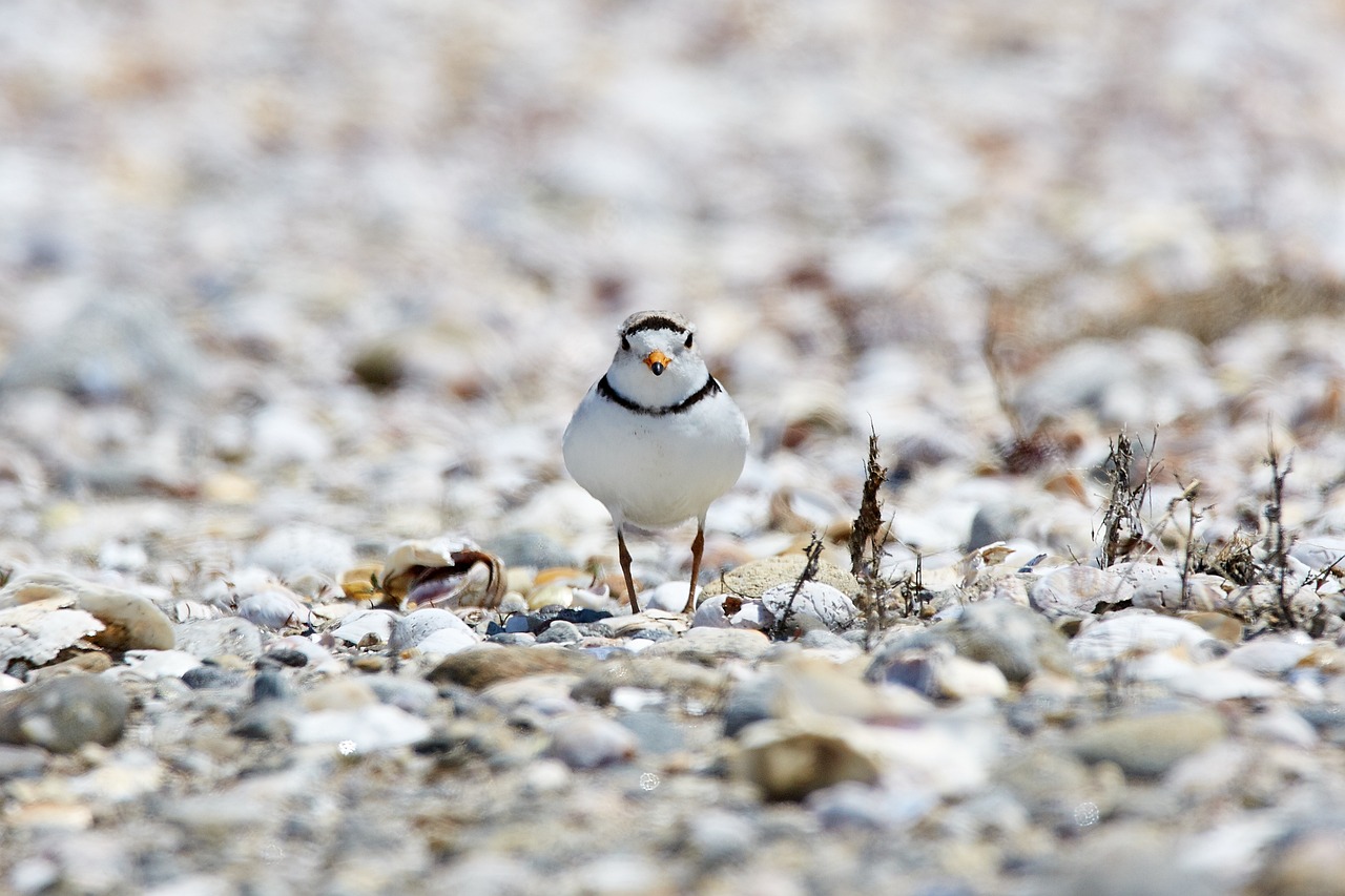 Plovers Will Force Restrictions, But July 3rd White Horse Celebration 