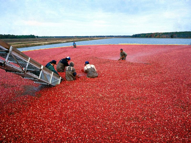 Do you really know where your Thanksgiving cranberry sauce came from?