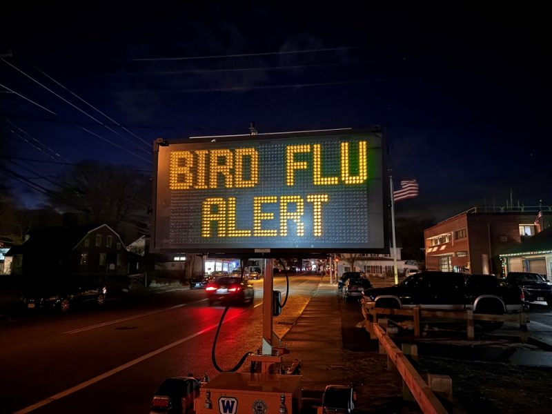 Plymouth’s apparent avian flu outbreak said to be state’s ‘largest ever’