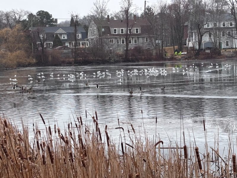 Avian flu believed to have spread to North Plymouth, Long Beach