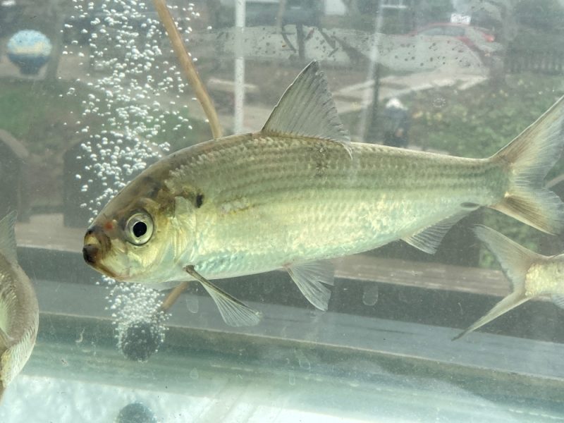 Something fishy is about to happen and everyone’s invited
